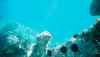028 under water.jpg (37713 Byte)