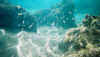 031 under water.jpg (52195 Byte)